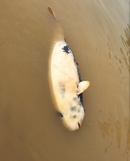 鄱阳湖都昌水域又现死亡江豚 初判为自然死亡