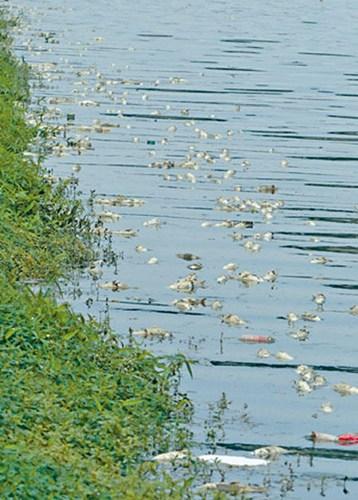 锦田河25日出现大量死鱼。《星岛日报》