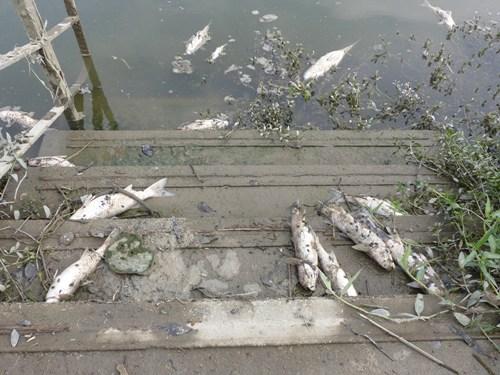 香港锦田河现上千条死鱼