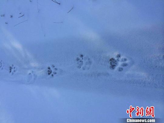 黑龙江小北湖国家级自然保护区发现野生东北虎（图）