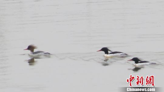 鄱阳湖首次拍到中华秋沙鸭 堪称鸟类活化石(图)