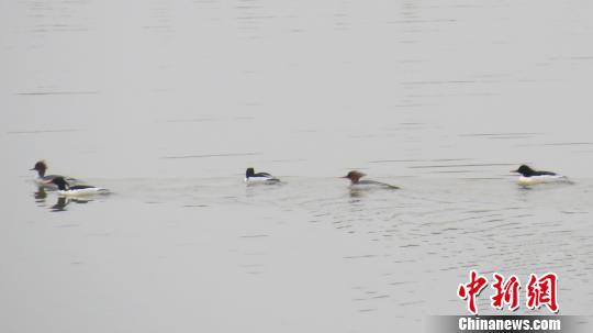 鄱阳湖首次拍到中华秋沙鸭 堪称鸟类活化石(图)