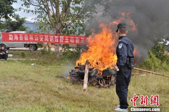 西双版纳男子赶集高价贩卖野生动物 被便衣森警擒获