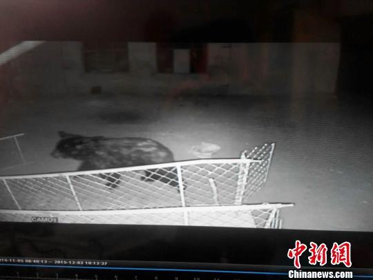 黑龙江上演现实版“熊出没” 咬死狼狗 边防部门提供 摄
