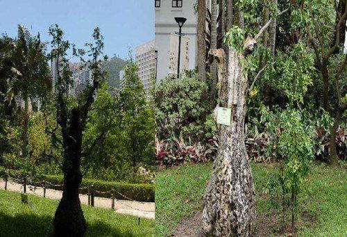 香港公园一颗树龄400年古树枯萎遭移除（图）