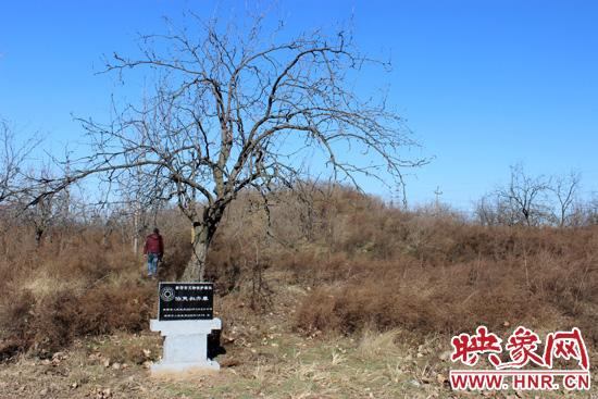在叔齐墓的前面，竖着新郑市人民政府今年刚立的石碑，上面写着“新郑市文物保护单位”，2001年11月12日由新郑市人民政府公布。