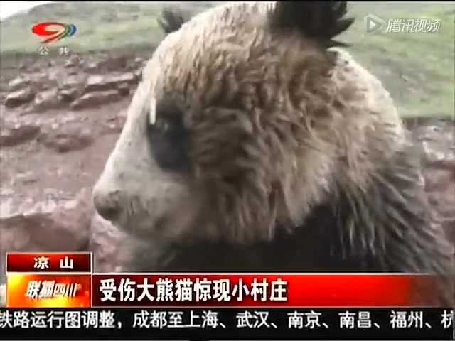 受伤野生大熊猫现小村庄 众人合力成功救助截图