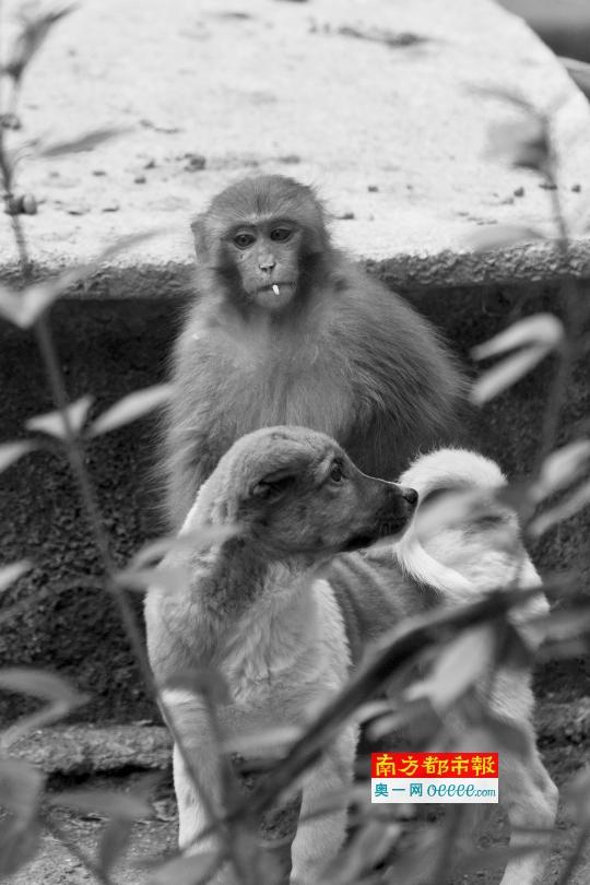 民宅被野猴占领两个多月 “猴王”与鸡狗厮混