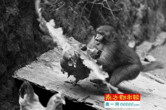 民宅被野猴占领两个多月 “猴王”与鸡狗厮混