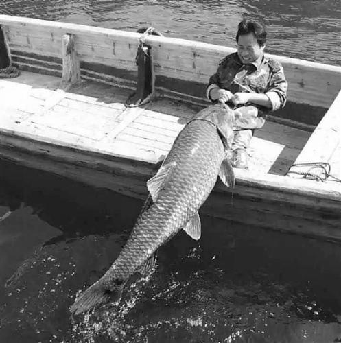 浙江千岛湖现鸭嘴鲟鱼王 长约1.5米重36斤(图)