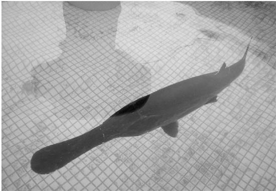 浙江千岛湖现鸭嘴鲟鱼王 长约1.5米重36斤(图)