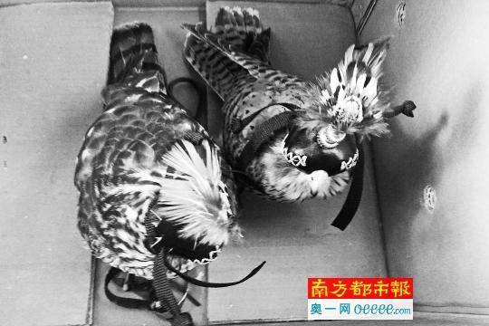 广州现公然贩卖猫头鹰 可送货可自提每只250