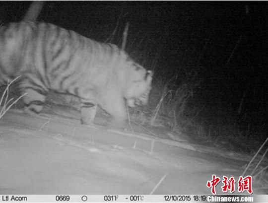 远红外监测像机拍摄到的野生东北虎图像（天桥岭林业局供图）天桥岭林业局摄