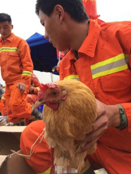 深圳滑坡救援队救出一只鸡 队长：要在队里养着