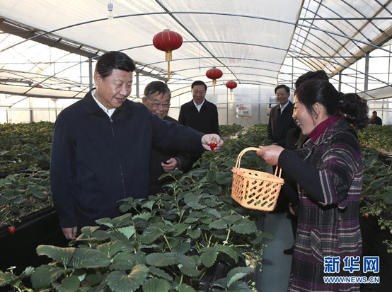 2013年11月27日下午，习近平在山东省农业科学院智能化温室了解农业科技创新情况。 新华社记者谢环驰