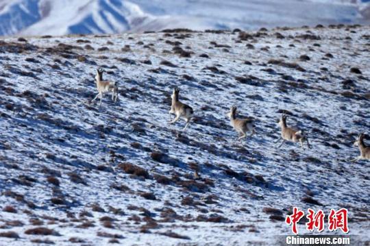 甘肃祁连山腹地发现大种群西藏野驴和藏原羚(图)