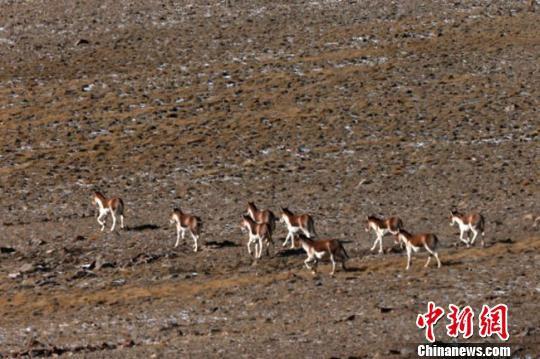 甘肃祁连山腹地发现大种群西藏野驴和藏原羚（图）