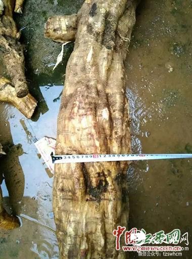 巨型葛根宽约18.5厘米