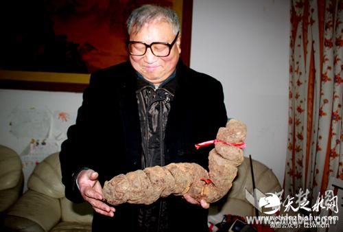 湖北一采药人深山挖到600年野生何首乌(图)