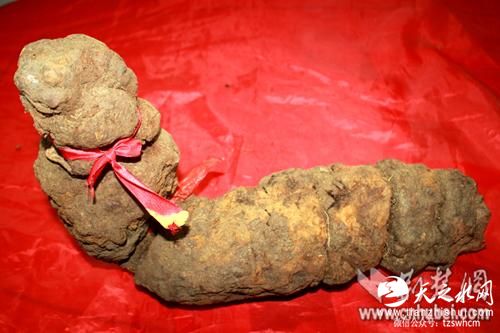 湖北一采药人深山挖到600年野生何首乌(图)