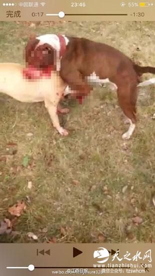 江西九江被曝现斗狗团体 场面十分血腥(图)