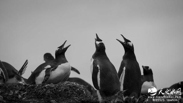 拙见田延友：南极思想之旅归来 更懂生命黑白