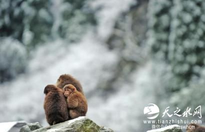 寒流来袭四川百余猴哥下山觅食 一家子抱团取暖 
