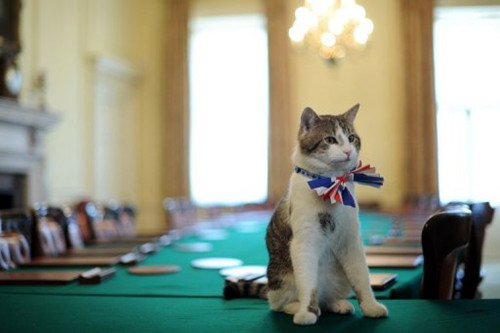 英首相官邸中养的猫“拉里”