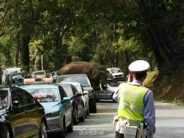 西双版纳野象“玩坏”14辆车 官方：其心情烦躁