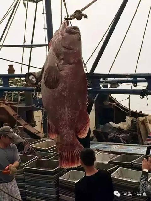 汕頭漁民捕獲350斤巨型石斑魚(yú) 需吊機(jī)才能吊起