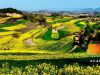 从阳坝到文县，沿阳坝一条小河东行，虽然路很窄，但是乡村道路已经硬化了，经过乐河、四川青木川、姚渡、碧口到文县。这条路也是旅游的景观大道。当天下午我就赶到了文县铁楼乡，草坝白马藏族村。村寨有十多家当地人的农家乐，住宿非常方便。我是第一次来这里，心里向往已久，整个村寨被浓浓民族风情所装饰，墙上挂的是白马人信仰的图腾，院子里、大街上、栏杆上挂的是玉米、大豆、兰瓜、镰刀、锄头等农耕农具。