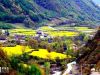 一路观赏乡村田园风光，来到秦安县后，一路上山，来到拥有万亩桃园的刘坪乡。在阳光满山的时候，这里十多个村庄都是桃花盛开的地方。一条攀山公路，把我引到刘坪徐家弯桃红色的花海，由台阶式形成的阶梯状原野已经被桃红色染醉了，放眼望去，一层层，一片片粉红色的桃花，把大山和村庄都渲染得如此娇红。我进入桃树林，看见许多游人拍照留念。