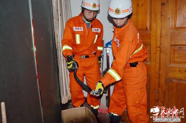 眼镜王蛇闯入广西一居民楼 被消防队员擒获(图)
