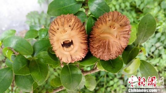 俩河南小伙痴迷核雕 小核桃雕出众“猴”百态