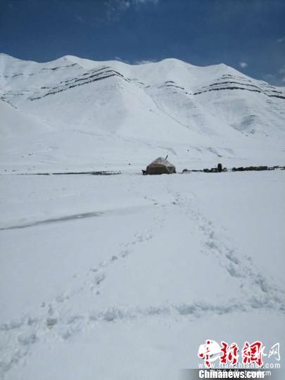 受较强冷空气影响，新疆乌恰县乌鲁克恰提乡玉其塔什草场19日遭遇特大暴雪袭击，局部地区积雪厚达50厘米。当地政府称，暴雪致约400余头（只）牛羊伤亡，但没有造成人员伤亡。 王广鹏 摄