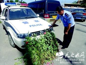 信偏方为妻治病 青岛一男子封锁楼顶种罂粟(图)