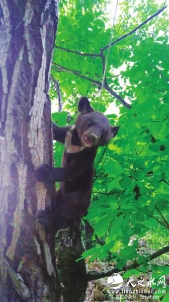 兰州发现受伤熊宝宝 县林场管护站治疗救助