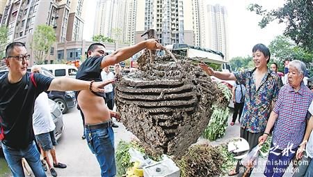 这个马蜂窝直径超一米 状如桃子大如箩筐(图) 