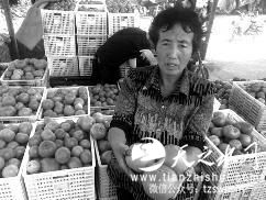 陕西千亩西红柿滞销 一斤两三毛无人要