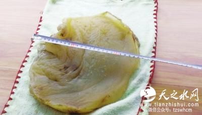 甘肃一工人草坪挖出&ldquo;太岁&rdquo; 专家：已有千年(图)