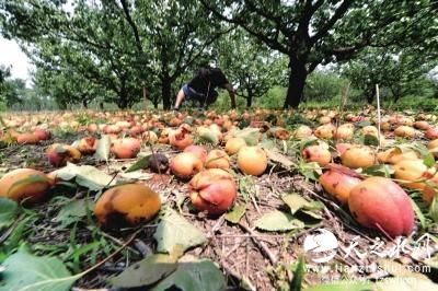 北京大兴房山遭冰雹袭击 瓜果被砸裂损失数亿(图)