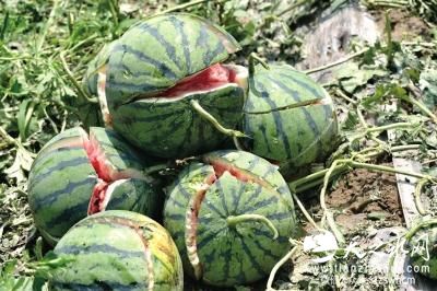 北京大兴房山遭冰雹袭击 瓜果被砸裂损失数亿(图)