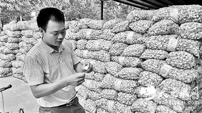 山东2200吨大蒜运致韩国遭退货 蒜农损失惨重