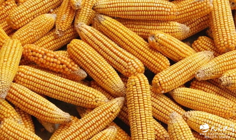 玉米等粮食的收购，是准入制度，必要办证