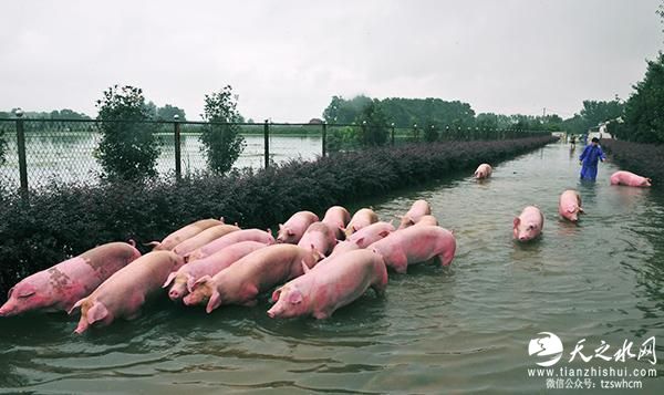 安徽数千头猪被淹之后 一企业“赔钱买上千头”
