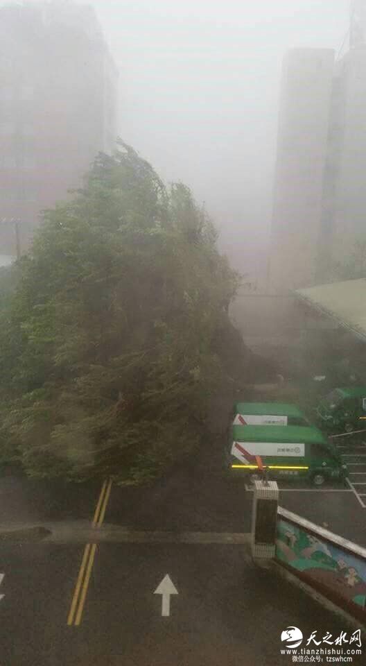 大树倾倒路上。（图／台湾&ldquo;今日新闻网&rdquo;）