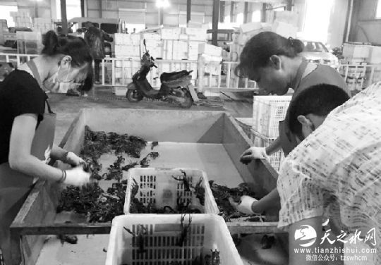 7月13日，潜江小龙虾交易中心工作人员正按个头大小分拣小龙虾。