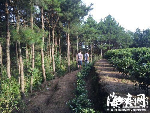 小丽被村主任拖进茶园旁这片小树林强奸。