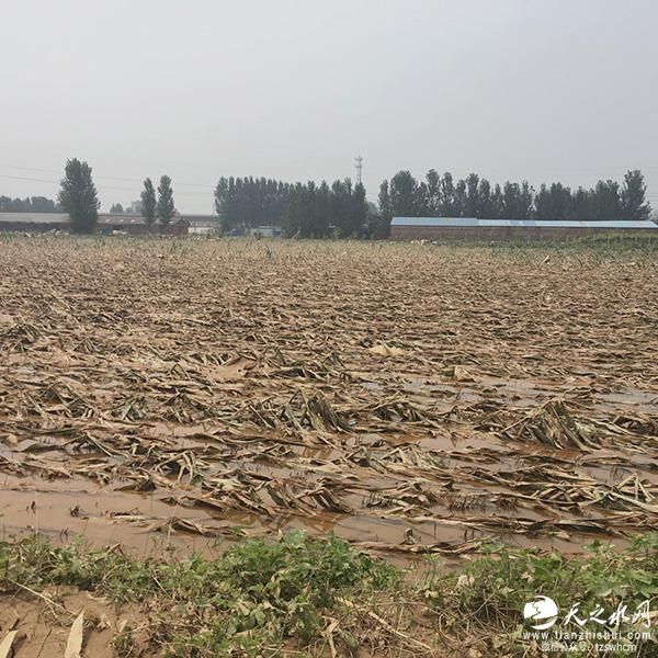 河北洪灾悲伤家庭：子女穿睡衣遇难 夫妻抱树生还