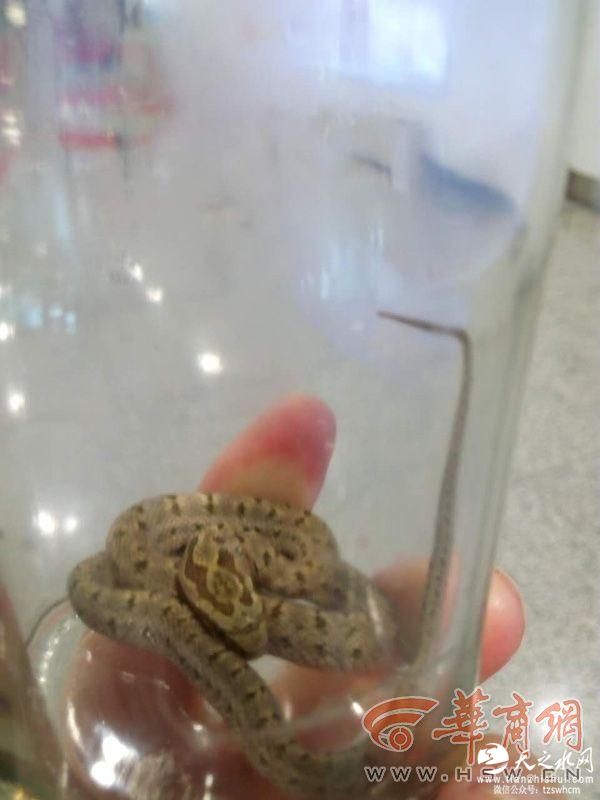 西安一航班上发现活体蛇 藏在毛毯袋中